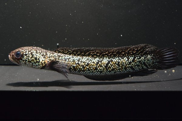 画像3: コウタイ テンモクゴールド(16cm±)ブリード (3)