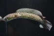 画像4: コウタイ テンモクゴールド(15cm±)ブリード (4)
