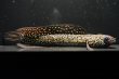 画像2: コウタイ ジュエル (13cm±)ブリード (2)