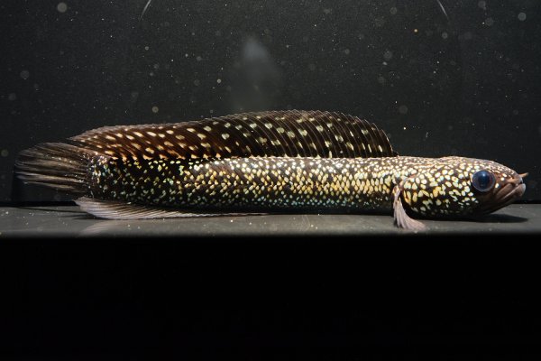 画像2: コウタイ ジュエル (13cm±)ブリード (2)