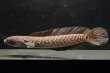 画像1: コウタイ ダイヤモンドスター (13cm±)ブリード (1)
