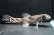画像1: リアルタライロン アイマラ スリナム産(10cm±)WILD (1)