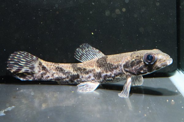 画像1: リアルタライロン アイマラ スリナム産(10cm±)WILD (1)