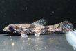 画像2: リアルタライロン アイマラ スリナム産(10cm±)WILD (2)
