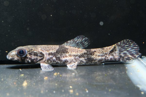 画像2: リアルタライロン アイマラ スリナム産(10cm±)WILD (2)