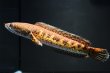 画像3: バイオレットスネークヘッド(14cm±)WILD (3)