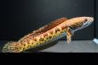 画像2: バイオレットスネークヘッド(14cm±)WILD (2)