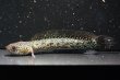 画像3: コウタイ テンモクゴールド(16cm±)ブリード (3)