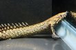 画像3: ポリプテルス オルナティピンニス(6cm±)ブリード (3)