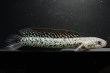 画像4: コウタイ テンモクゴールド(15cm±)ブリード (4)