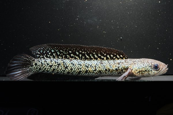 画像4: コウタイ テンモクゴールド(15cm±)ブリード (4)