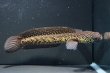 画像1: コウタイ ジュエル (13cm±)ブリード (1)
