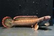 画像2: アイズファイヤースネークヘッド(8cm±)WILD (2)