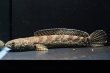 画像1: チャンナ トルサエンシス(14cm±)WILD (1)