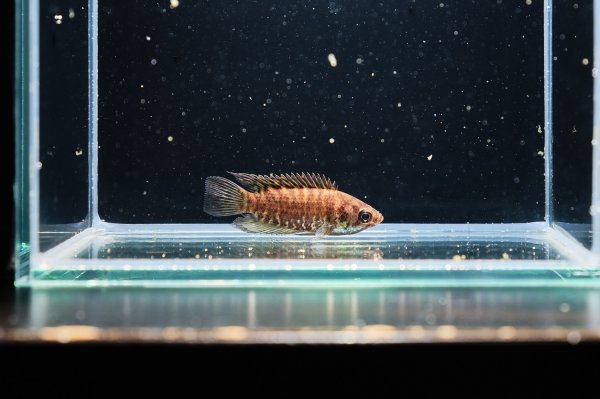 画像4: クテノポマ ファスジオラータム(4cm±) (4)