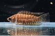画像1: クテノポマ ファスジオラータム(4cm±) (1)