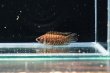 画像2: クテノポマ ファスジオラータム(4cm±) (2)