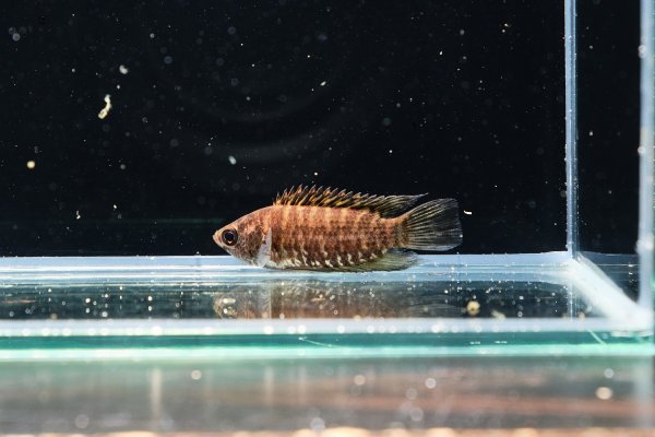 画像2: クテノポマ ファスジオラータム(4cm±) (2)