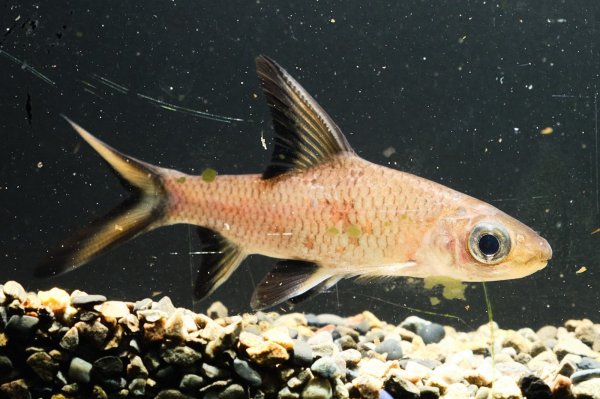画像3: シルバーシャーク(12cm±) (3)