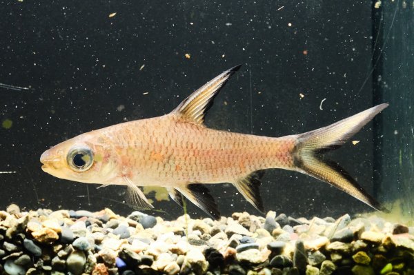 画像1: シルバーシャーク(12cm±) (1)