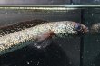 画像1: コウタイ ボルケーノ(15cm±)ブリード (1)