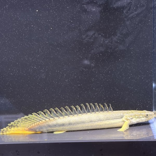 画像1: ポリプテルス ビキールビキール(10cm±)カミハタブリード (1)