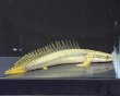画像1: ポリプテルス ビキールビキール(10cm±)カミハタブリード (1)
