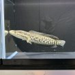 画像2: カムルチー(20cm±)WILD兵庫 (2)