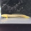 画像1: ポリプテルス パルマス ブティコフェリー(10cm±)WILDギニア (1)