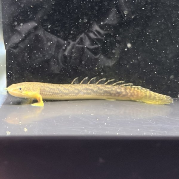 画像1: ポリプテルス パルマス ブティコフェリー(10cm±)WILDギニア (1)