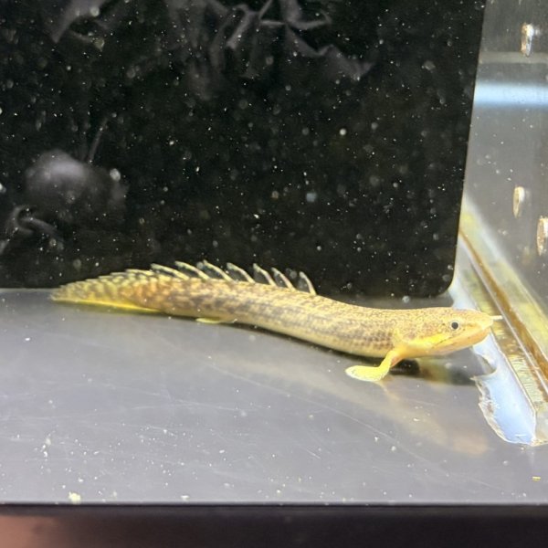 画像2: ポリプテルス パルマス ブティコフェリー(10cm±)WILDギニア (2)