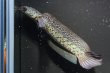 画像3: コウタイ ボルケーノ(15cm±)ブリード (3)