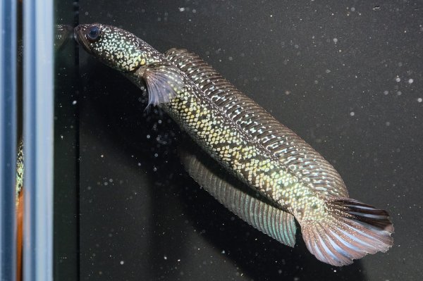 画像3: コウタイ ボルケーノ(15cm±)ブリード (3)