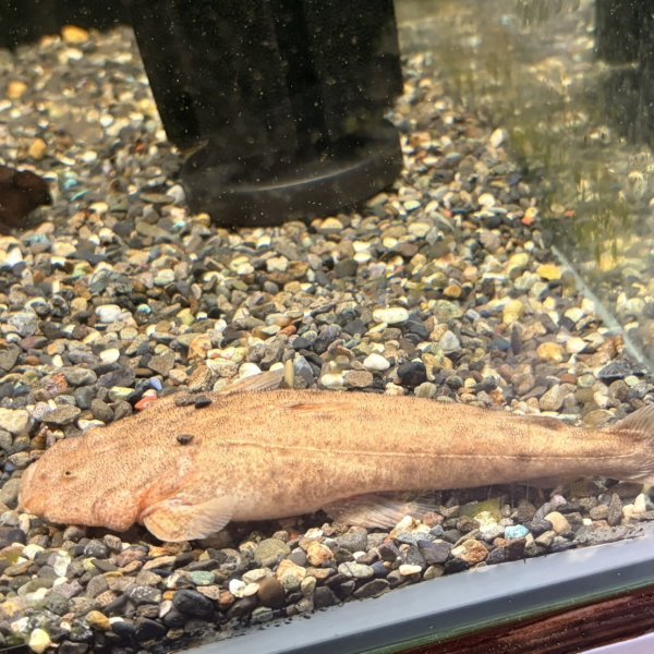 画像1: パカモンキャット(14cm±)ブリード (1)