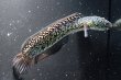 画像2: コウタイ ボルケーノ(15cm±)ブリード (2)
