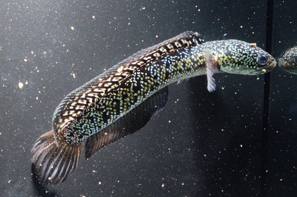 画像2: コウタイ ボルケーノ(15cm±)ブリード (2)
