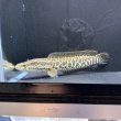 画像1: カムルチー(20cm±)WILD兵庫 (1)