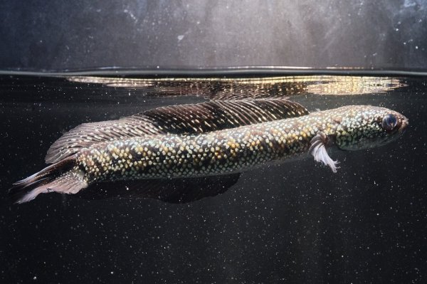 画像5: コウタイ ボルケーノ(15cm±)ブリード (5)