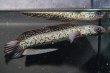 画像2: コウタイ ボルケーノ(15cm±)ブリード (2)