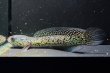 画像3: コウタイ ボルケーノ(15cm±)ブリード (3)