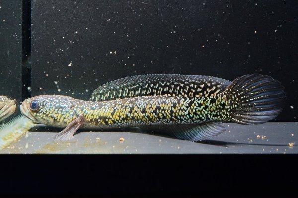 画像3: コウタイ ボルケーノ(15cm±)ブリード (3)