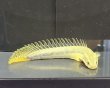 画像2: ポリプテルス ビキールビキール(10cm±)カミハタブリード (2)