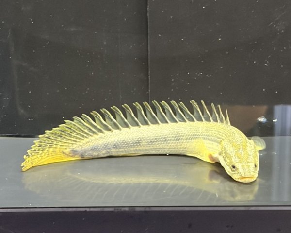 画像2: ポリプテルス ビキールビキール(10cm±)カミハタブリード (2)