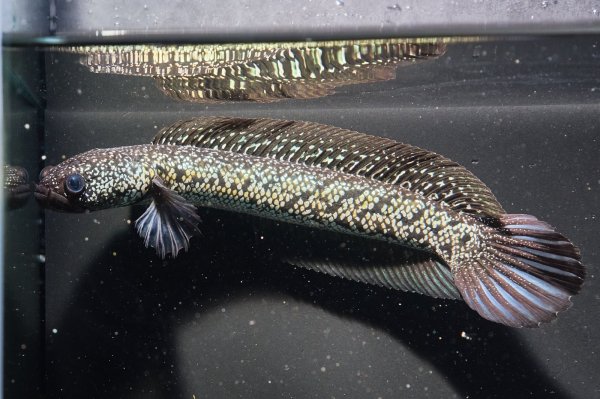 画像4: コウタイ ボルケーノ(15cm±)ブリード (4)