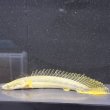 画像3: ポリプテルス ビキールビキール(10cm±)カミハタブリード (3)