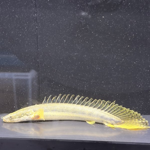 画像3: ポリプテルス ビキールビキール(10cm±)カミハタブリード (3)