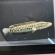 画像3: カムルチー(20cm±)WILD兵庫 (3)