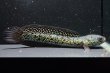 画像1: コウタイ ボルケーノ(15cm±)ブリード (1)