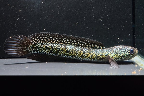 画像1: コウタイ ボルケーノ(15cm±)ブリード (1)