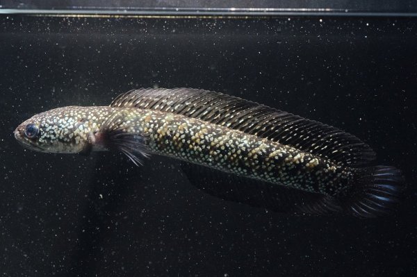 画像1: コウタイ ボルケーノ(15cm±)ブリード (1)
